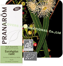 HECT澳洲尤加利 BIO  Eucalyptus radiata ssp. radiata