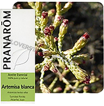 HECT白艾蒿     Wild     Artemisia herba-alba